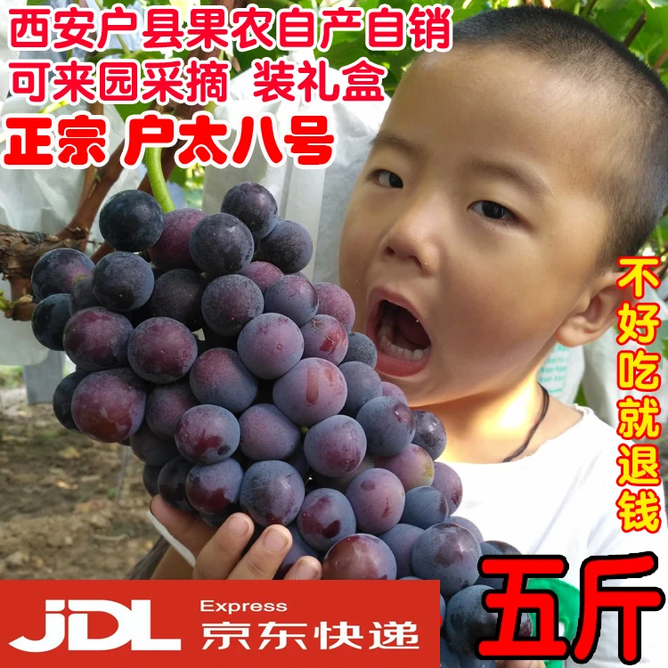 包邮5斤 陕西当季新鲜水果正宗户太八号葡萄西安户县特产沪太8号