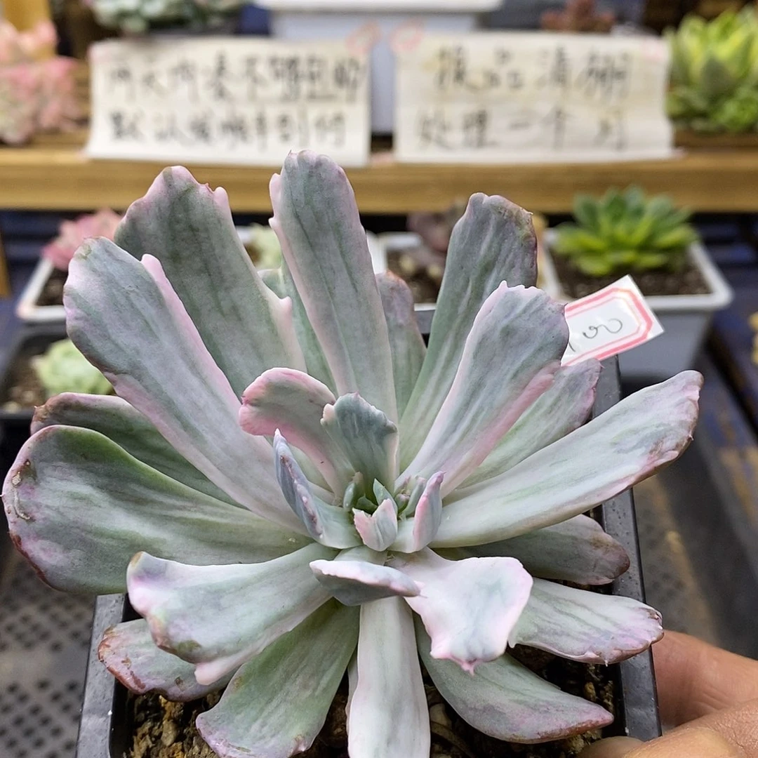 26100 花车锦多肉