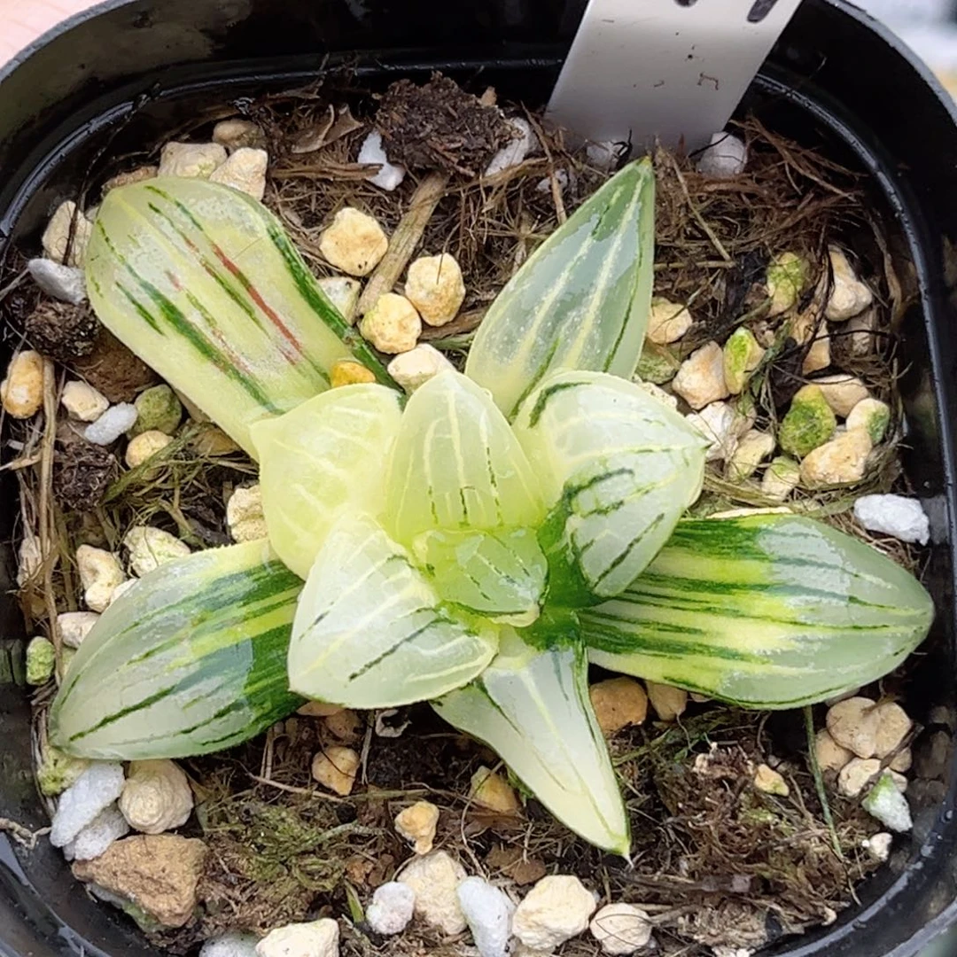 47红纹寿锦福利专场