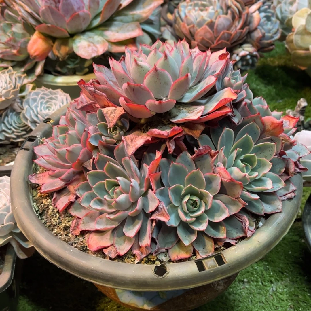 完全开放赫拉手捧官服25厘米