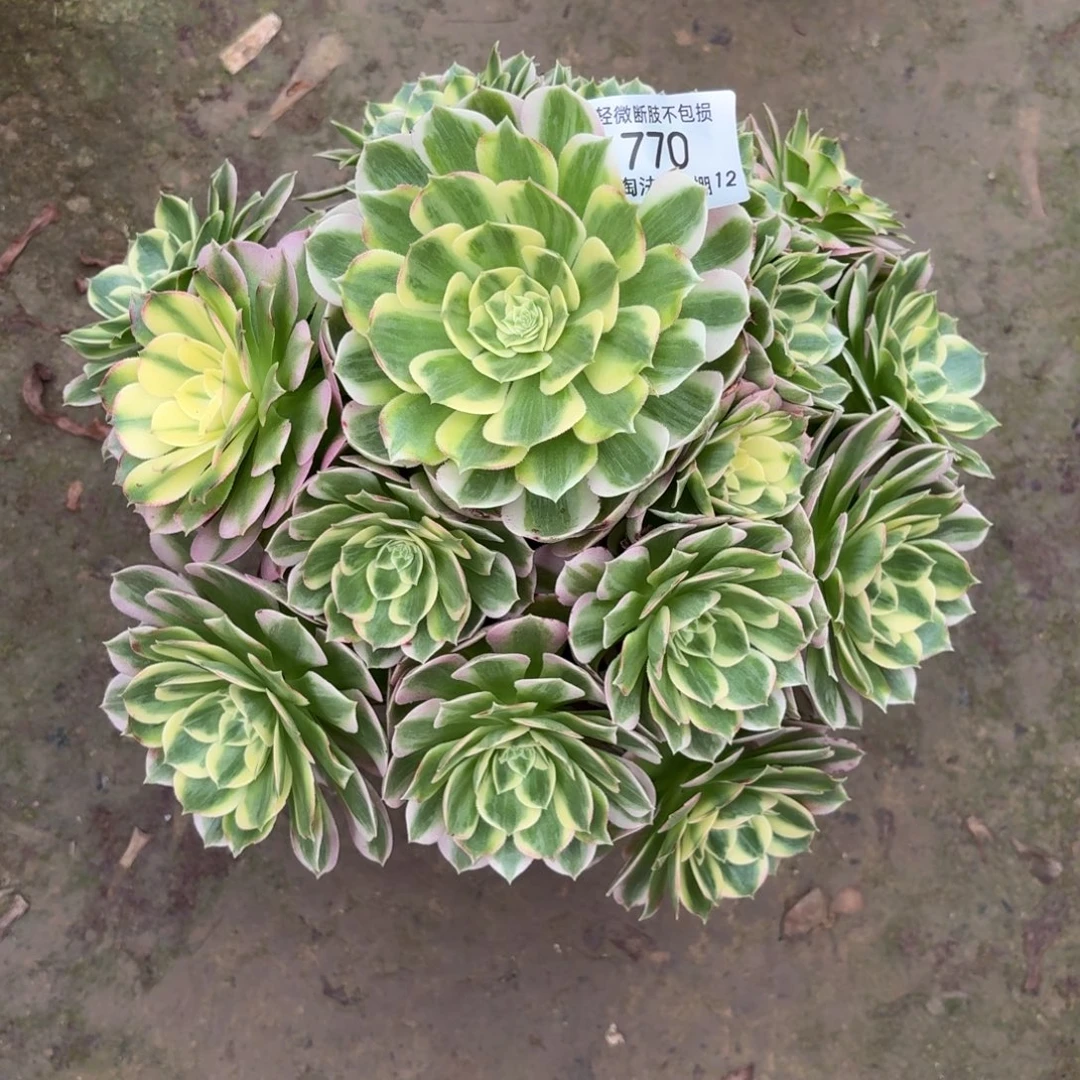 770海王多肉植物法师