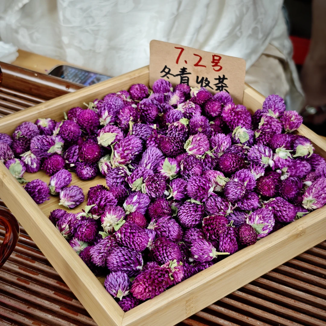 云南大理 高海拔紫巧梅  冬青收茶③