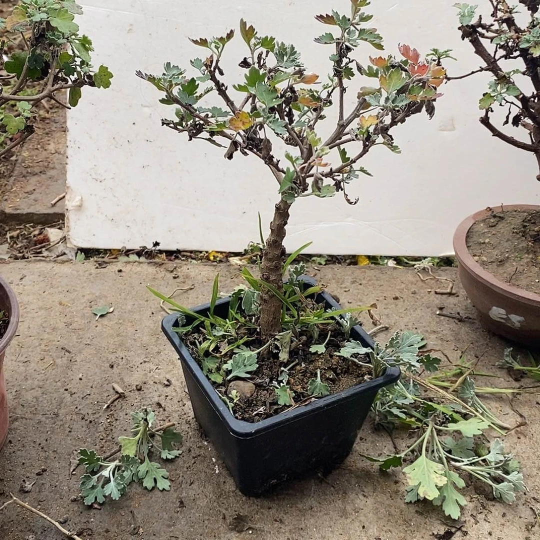 李***红完全开放盆景菊花