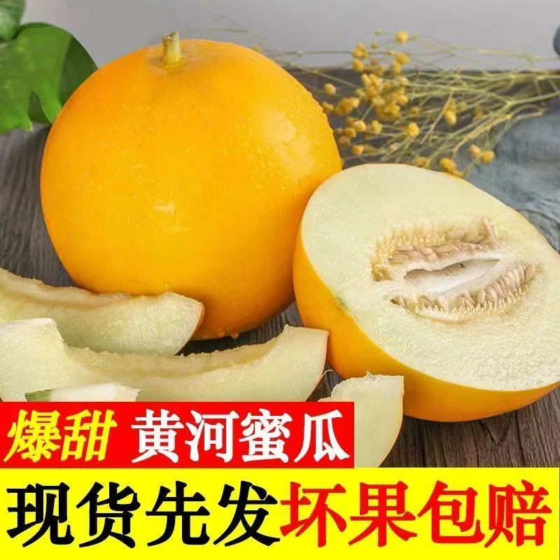 甘肃民勤头茬黄河蜜甜瓜当季新鲜水果软糯香甜黄皮白肉牛奶蜜瓜