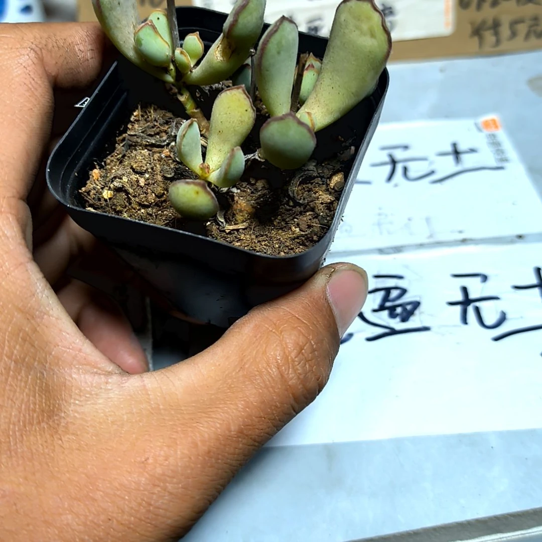 ?****?满6元包邮，巧克力线专拍，