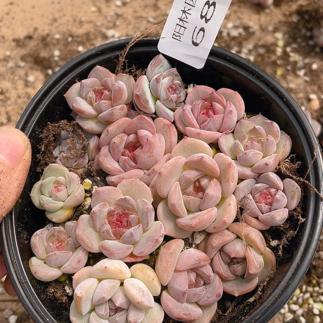 多肉植物多肉植物684