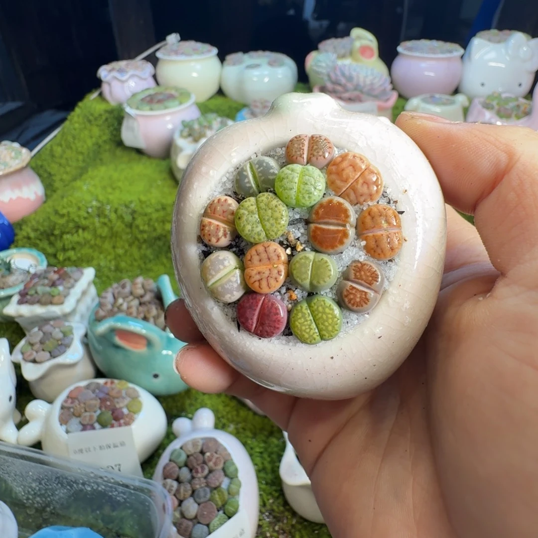 夏***堇多肉葡萄的味道真的1050