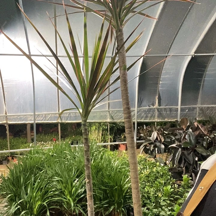 指定高杆造型千年木39的