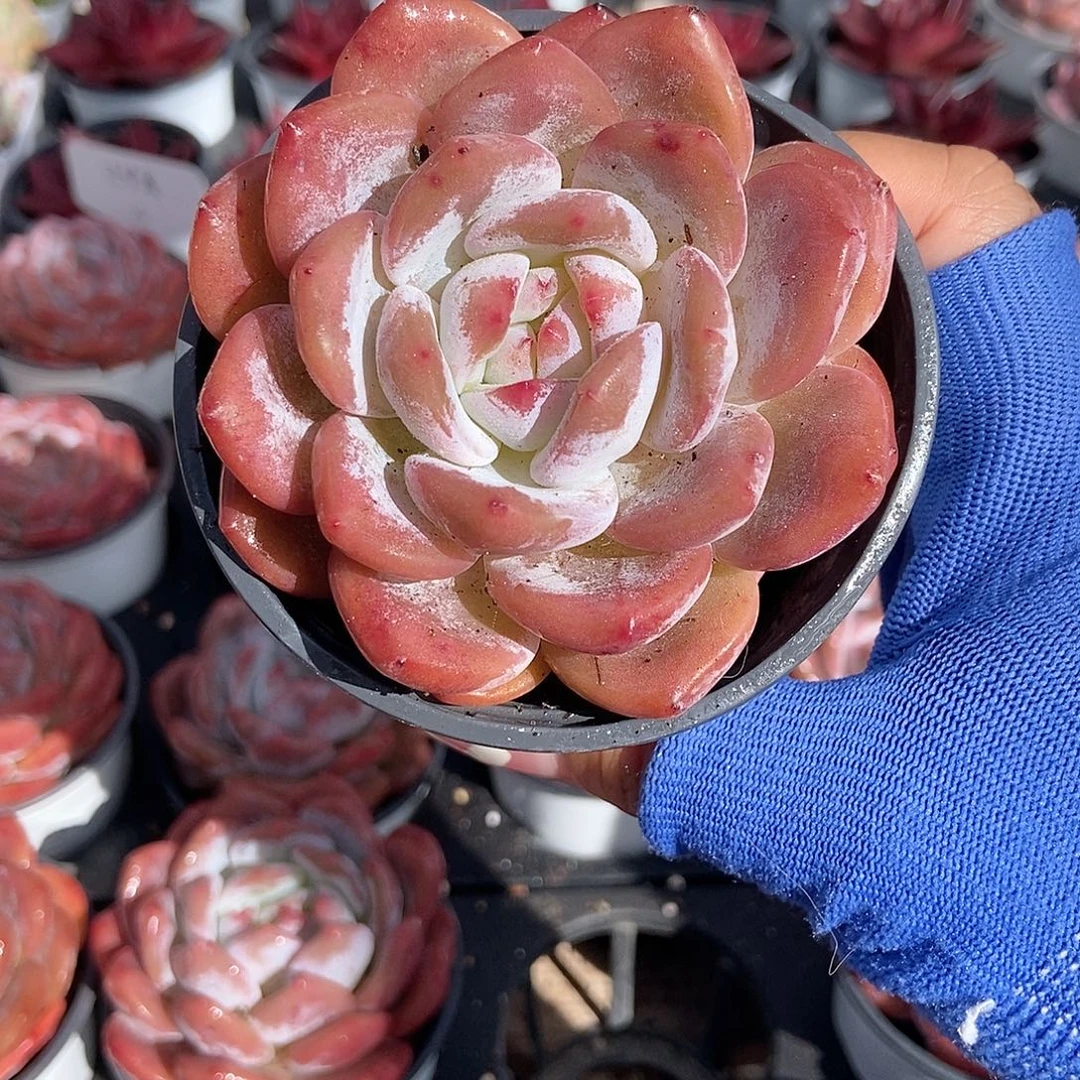 金泰家的多肉，194母本橙梦露