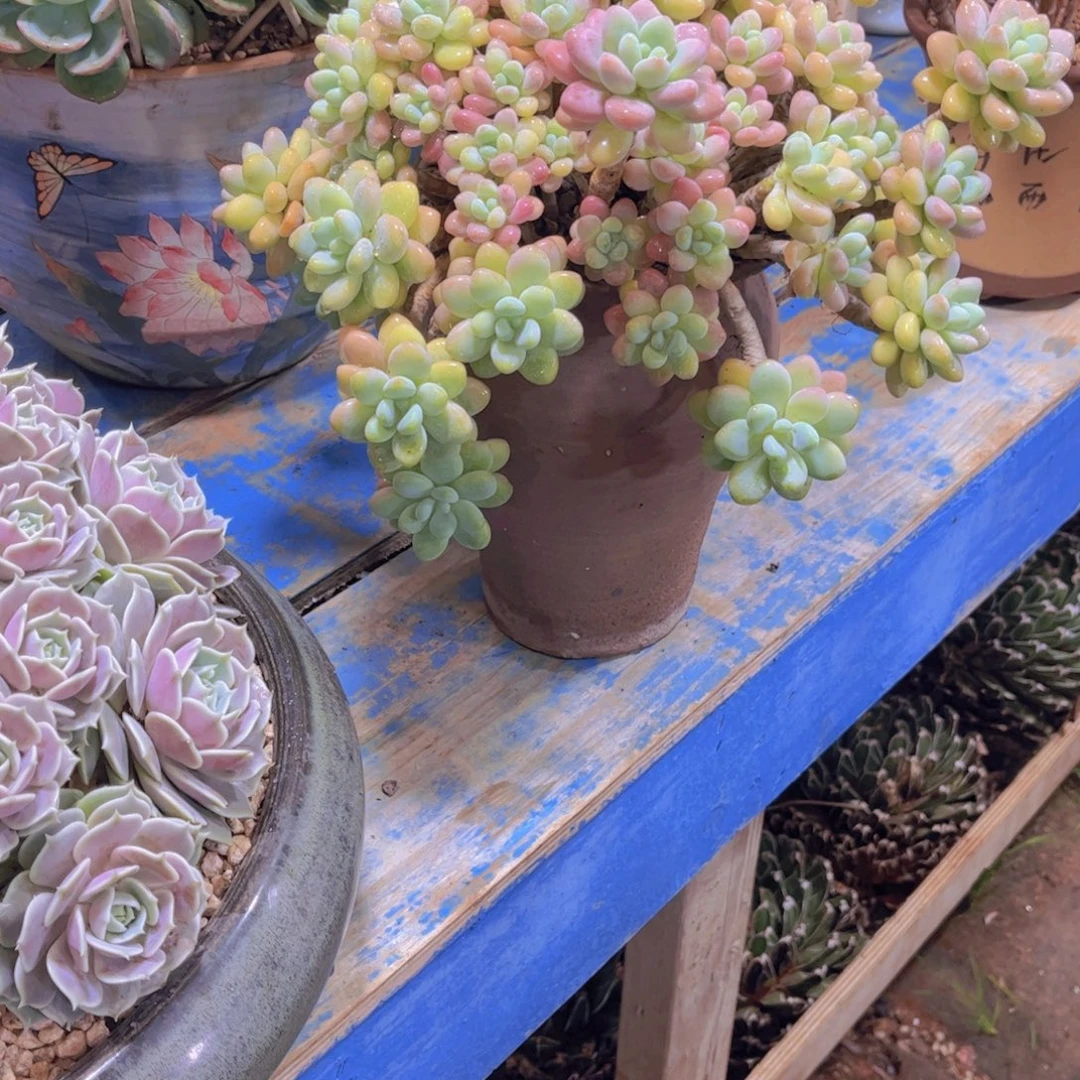 宋***…多肉植物保护研究所所长