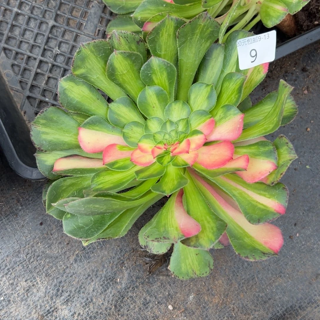 9知否多肉植物植物