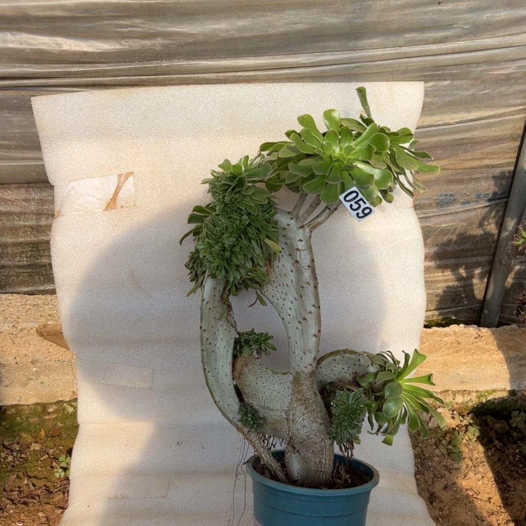 原始绿059高度42厘米