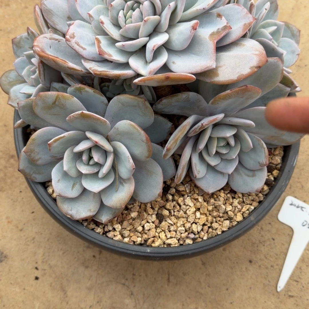 倩***怡一物一拍奶茶大群潜力股05