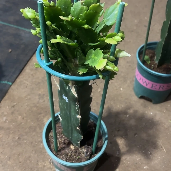 浮***千当前无花栽培后可以开花