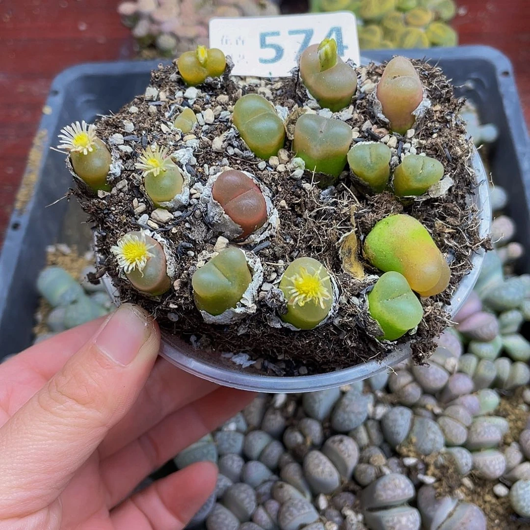 574000000花花花花花