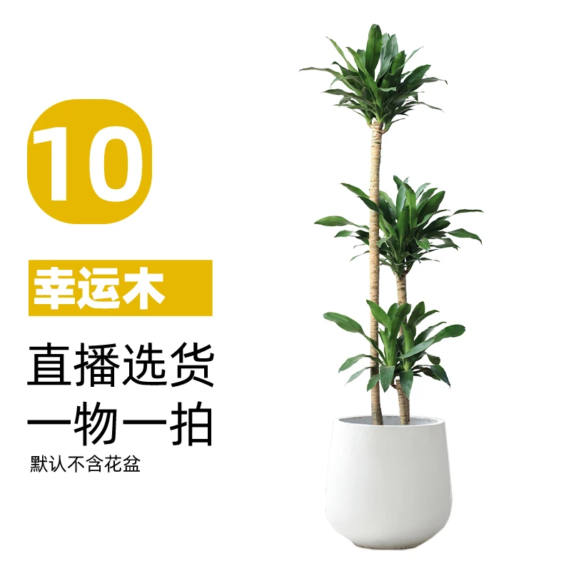 【10号】幸运巴西木绿植