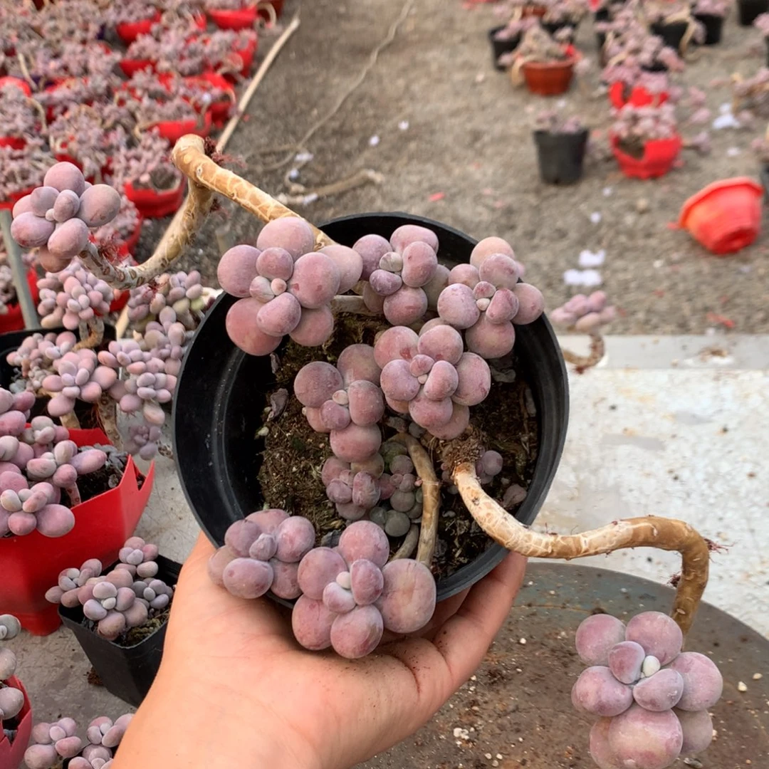 桃蛋老桩不带盆85号