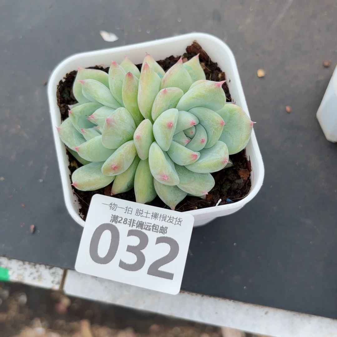 白拉糖多肉无盆土发货