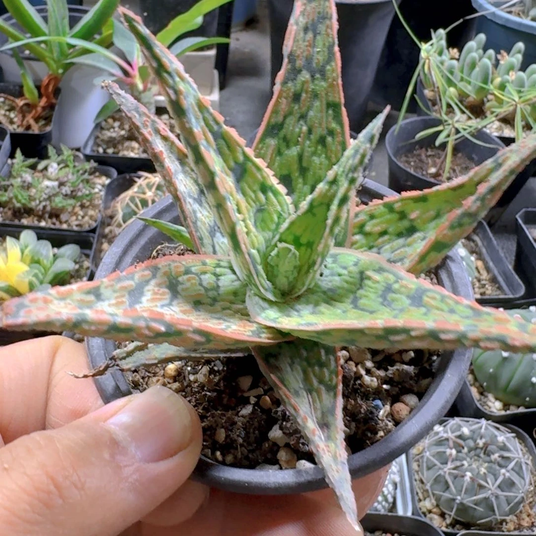 297圣诞芦荟脱土发货一个随机