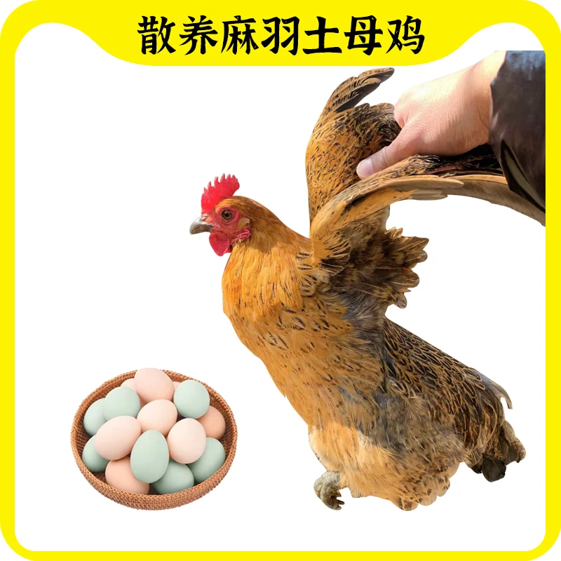 【沐沐家】散养麻羽土鸡土母鸡