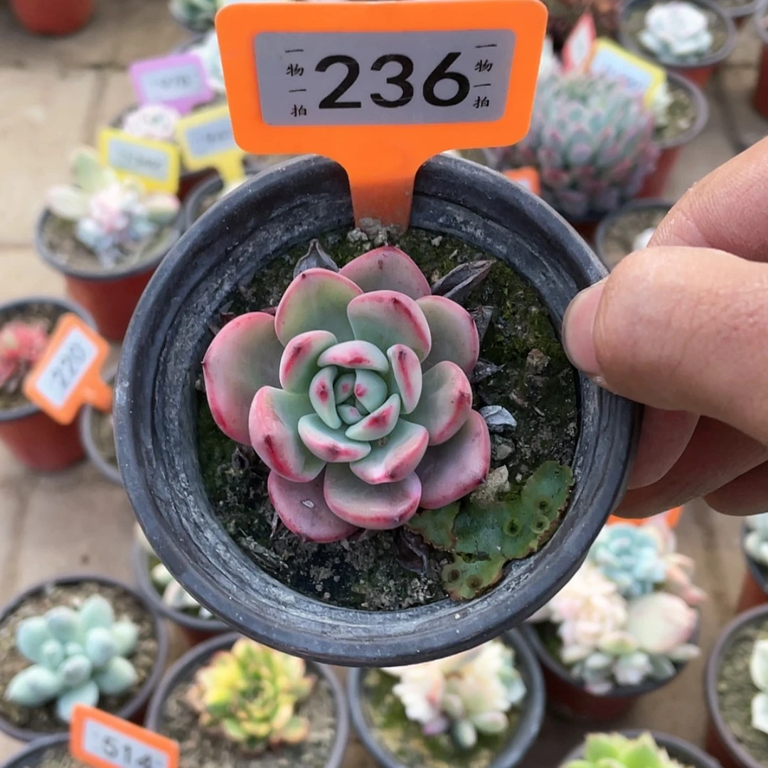 【闪购商品】向**生236号