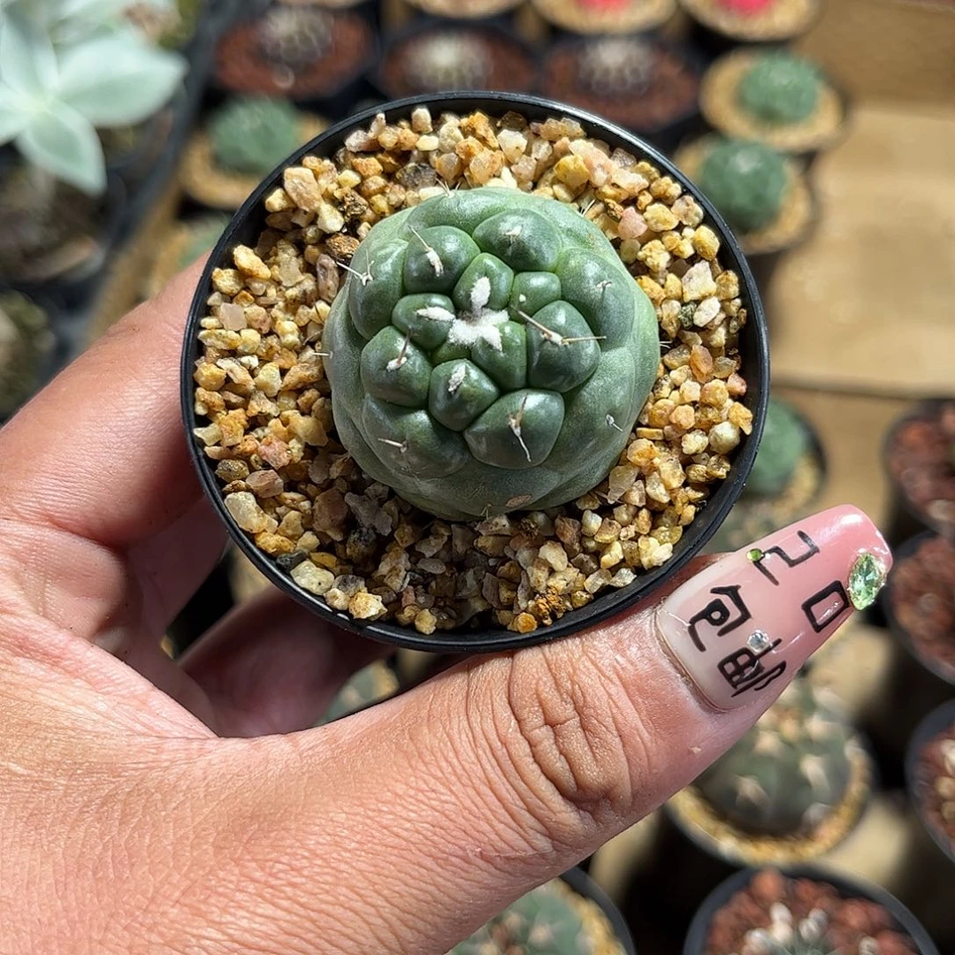 无刺象牙单头发货单头