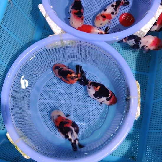 金鱼142兰寿三只特价顺丰包邮