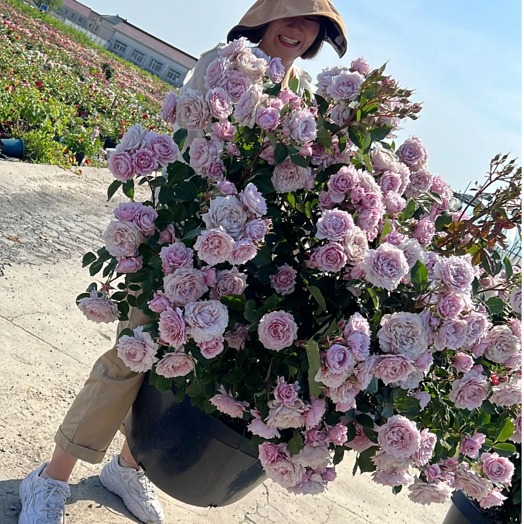 幻紫大花多头勤花耐热盆栽月季花苗抗病直立丰花