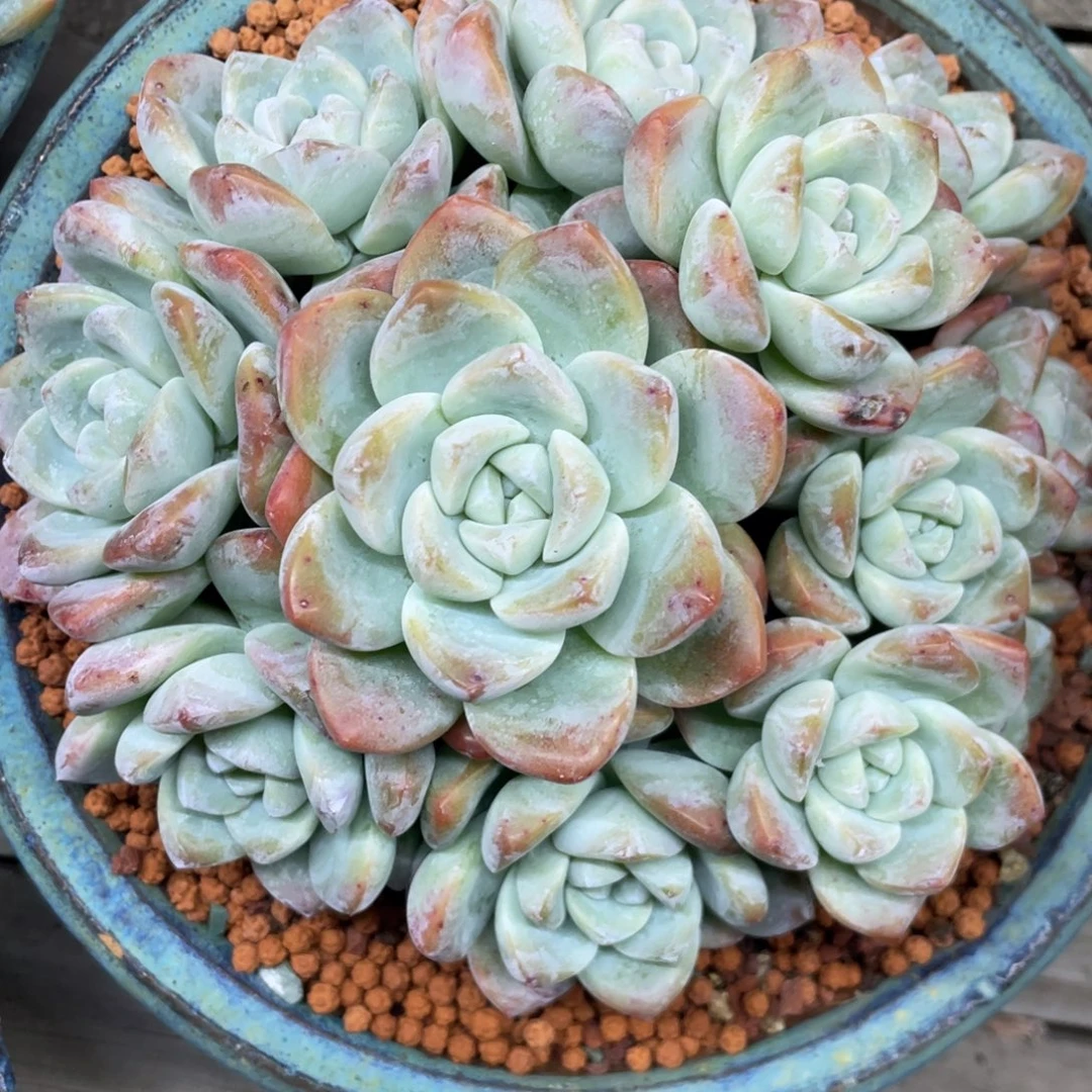 冰玉群生无砍无摘