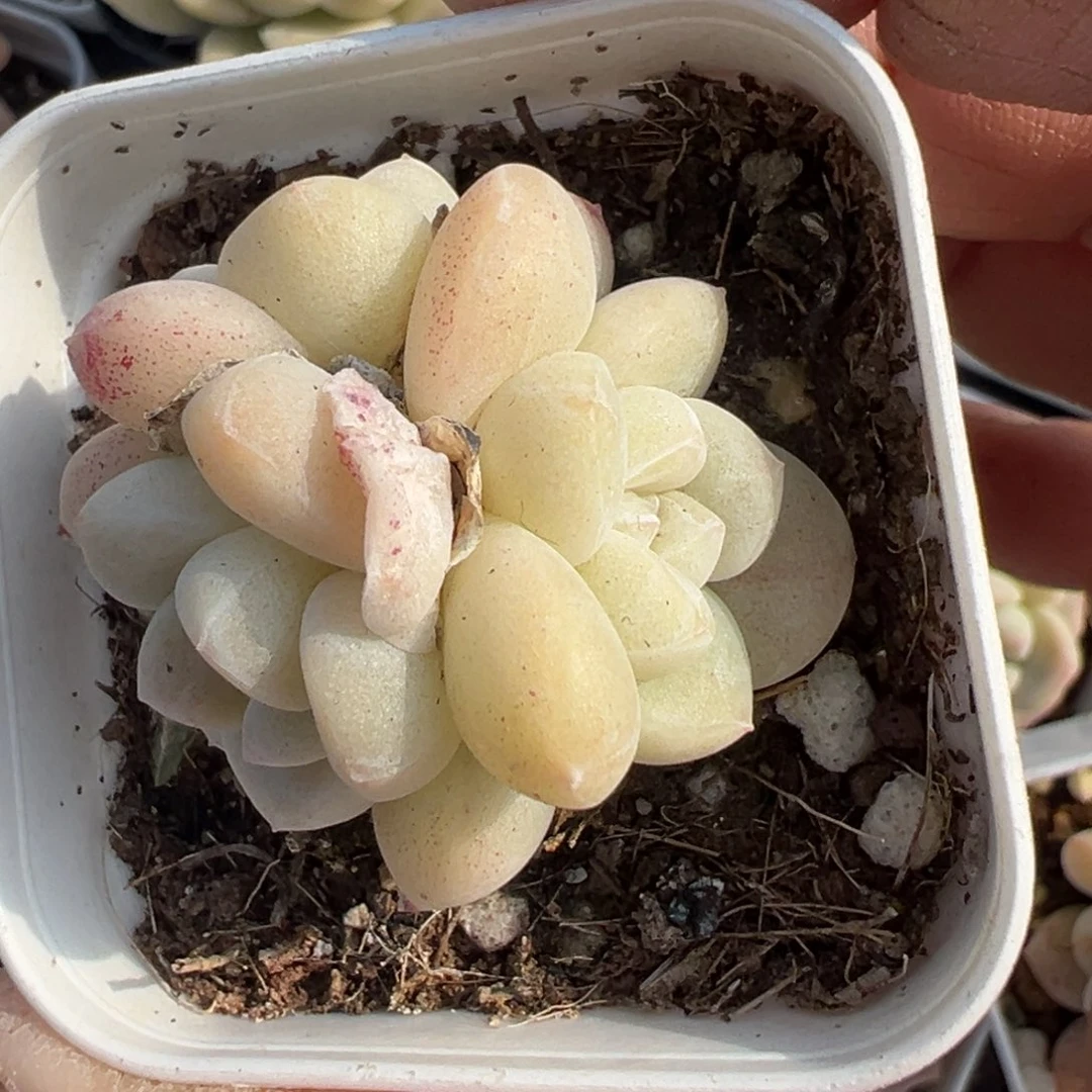 小卡拉米糖心一物一拍10-56