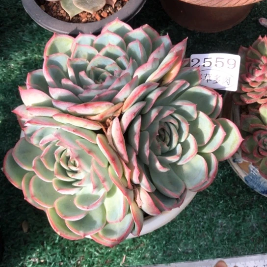 侧影群，2559，一物一拍