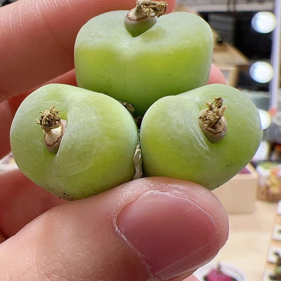 【闪购商品】126 翠光