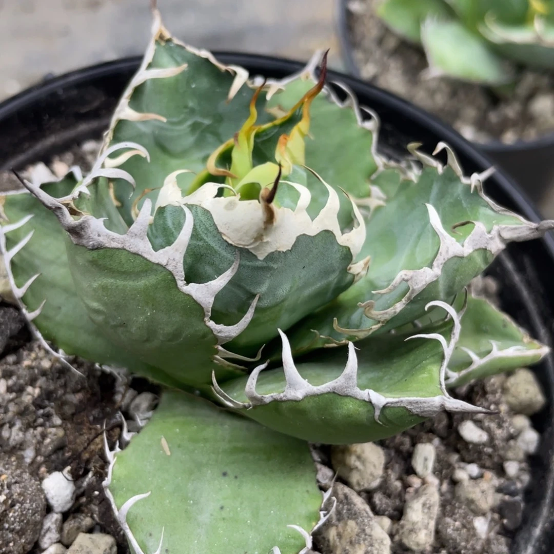 野二22222222222222