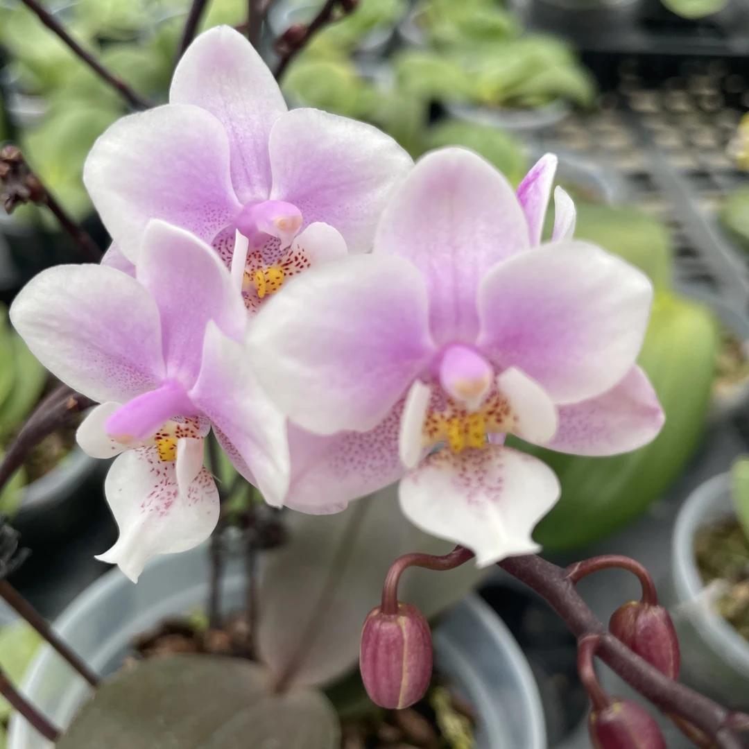 4寸 粉红女孩-开花株 原生趣味兰