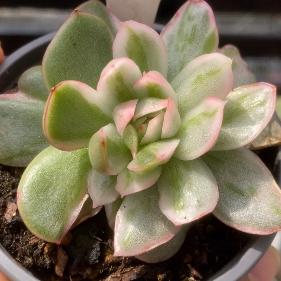 196东云杂锦锦锦锦锦锦锦