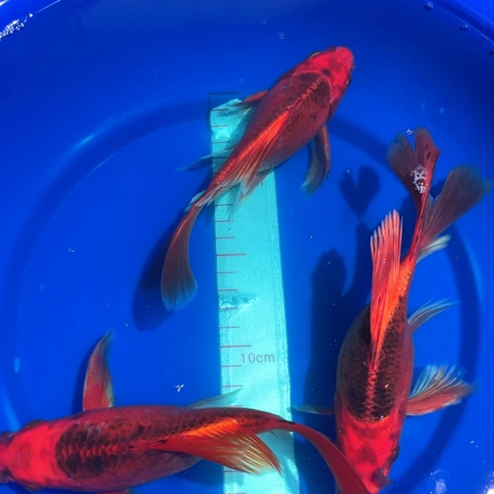 中国大陆冷水观赏鱼蝴蝶鲤