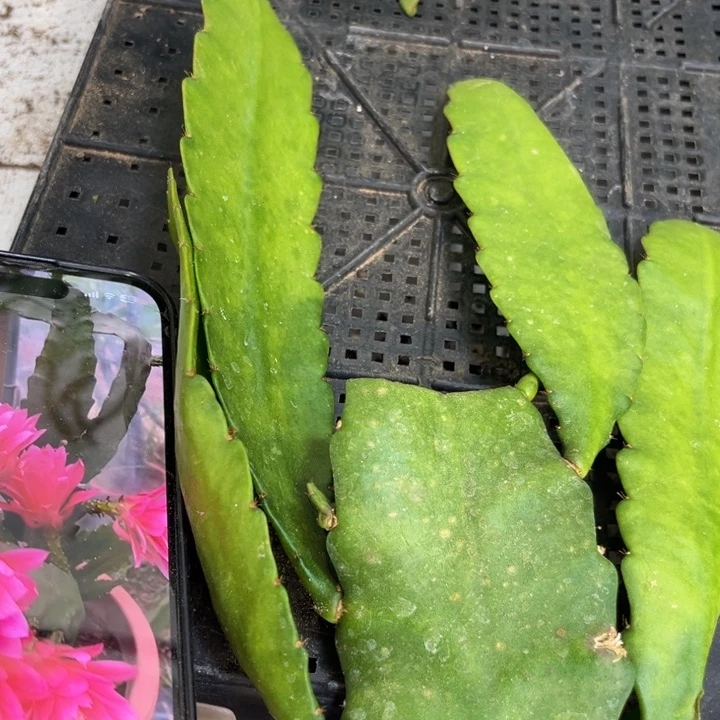 当前无花栽培后可以开花53