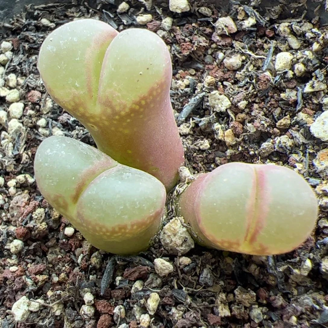 大家过年好22577