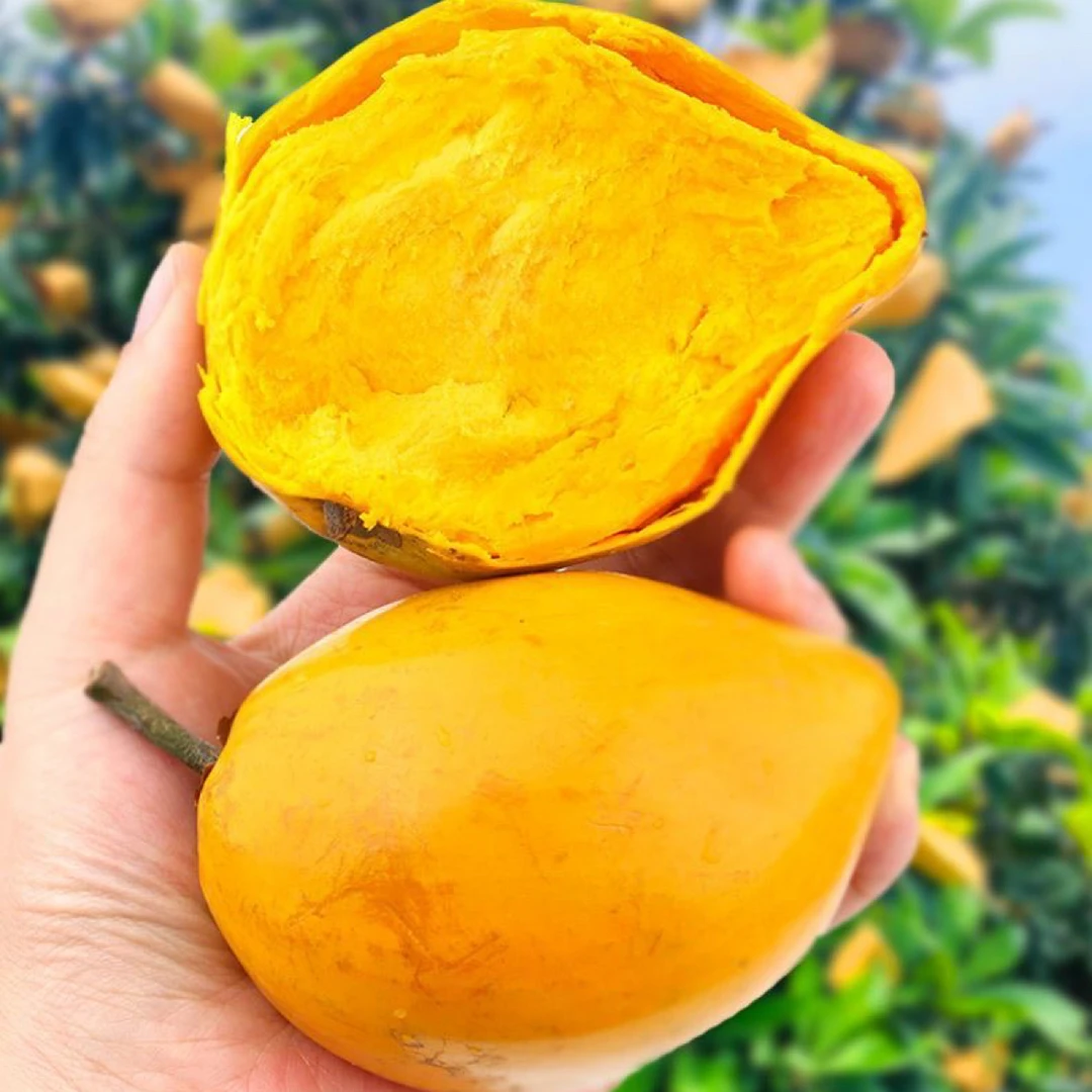 正宗云南鸡蛋果熟果新鲜蛋黄果应当季热带水果净重发货农家老树采