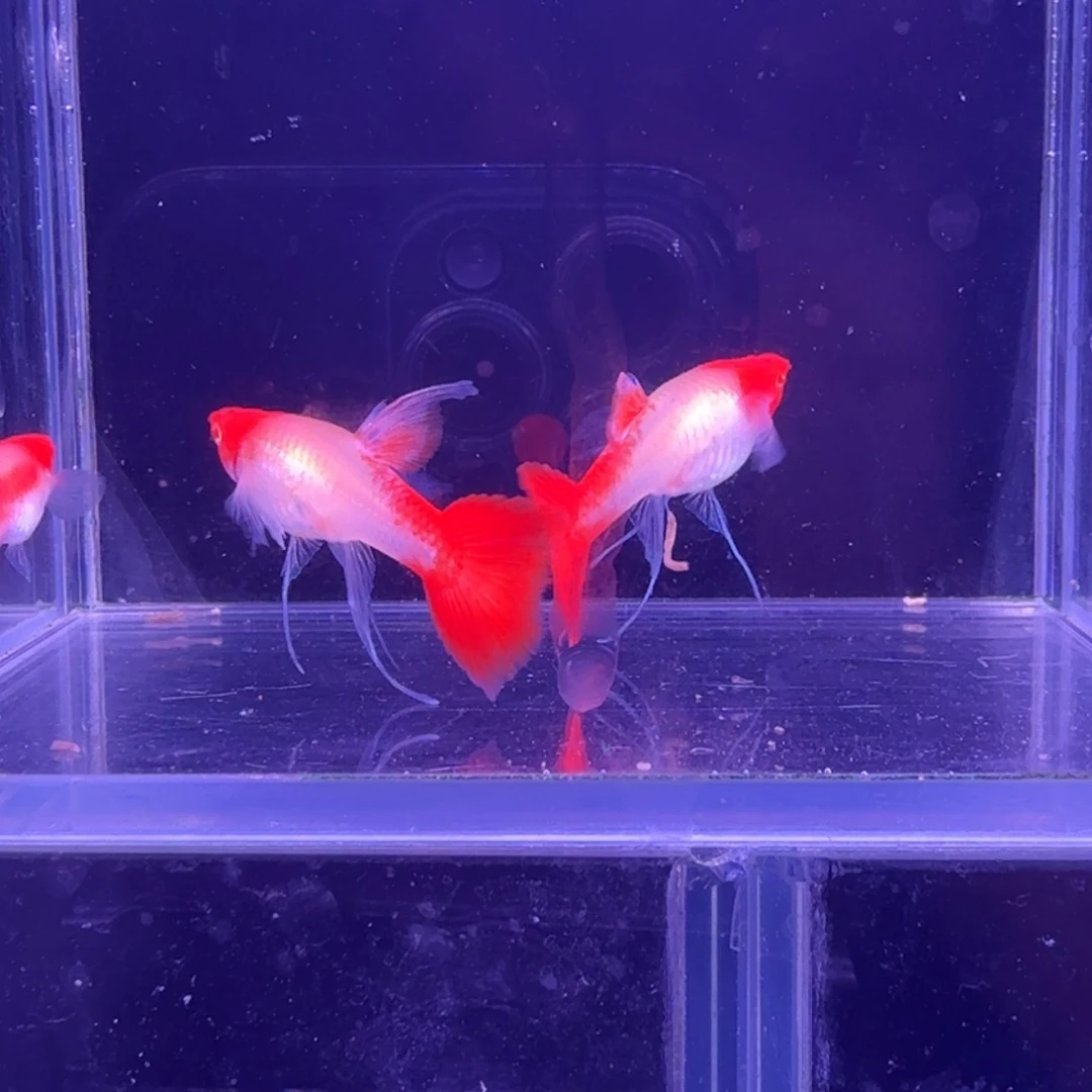 孔雀鱼鸿运当头缎带2母1公