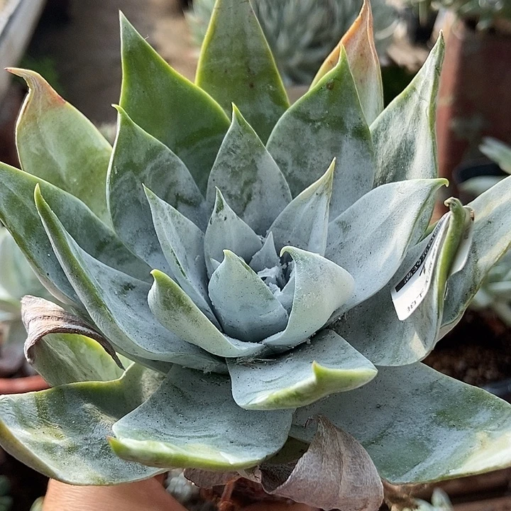 雪山多肉一物一拍1503