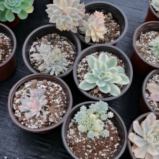 不同品种锦天锦5盆包邮（不包偏远地区）