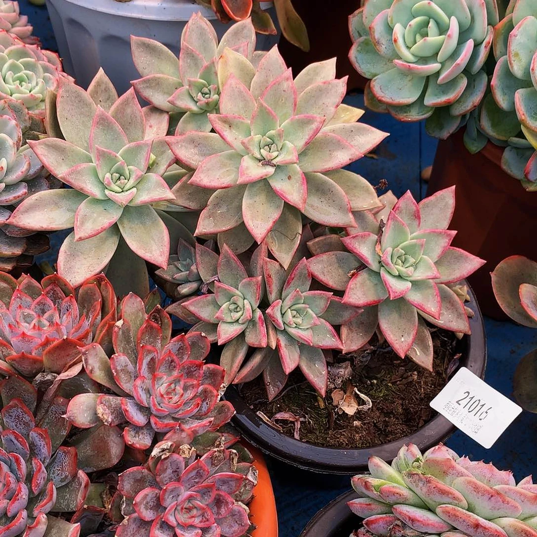 笑***冰月21916多肉多肉