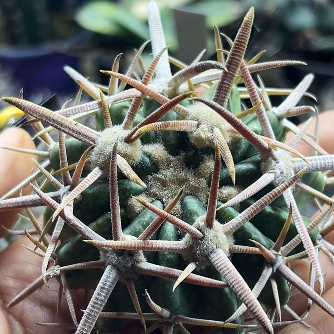 武藏杂有根仙人球6666666666666