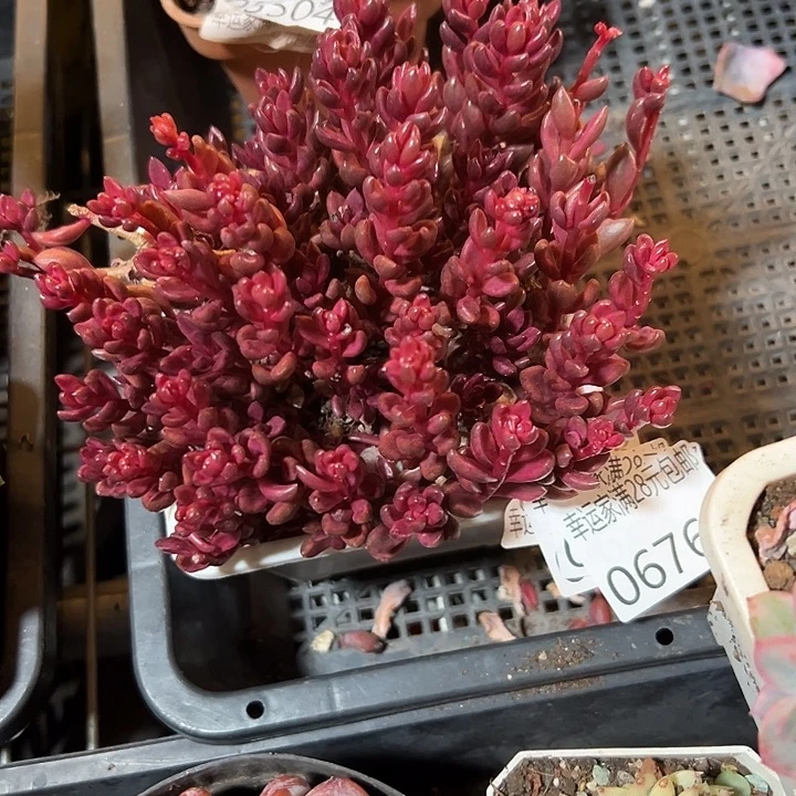 幸运儿的一个小 幸运的人