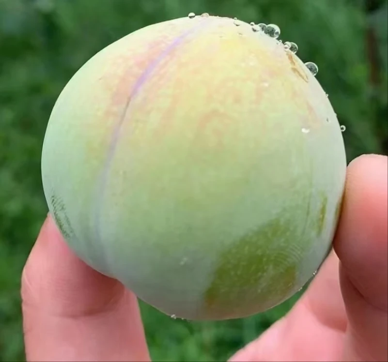 巫山脆李新鲜现摘中华名果礼盒装