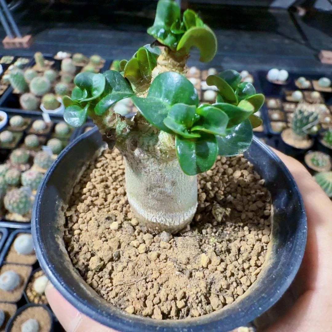 风**起实生卡汗羊角脱土发货