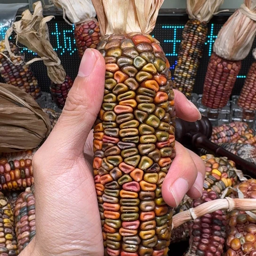 柏香籽/百香籽吊坠佩**姐