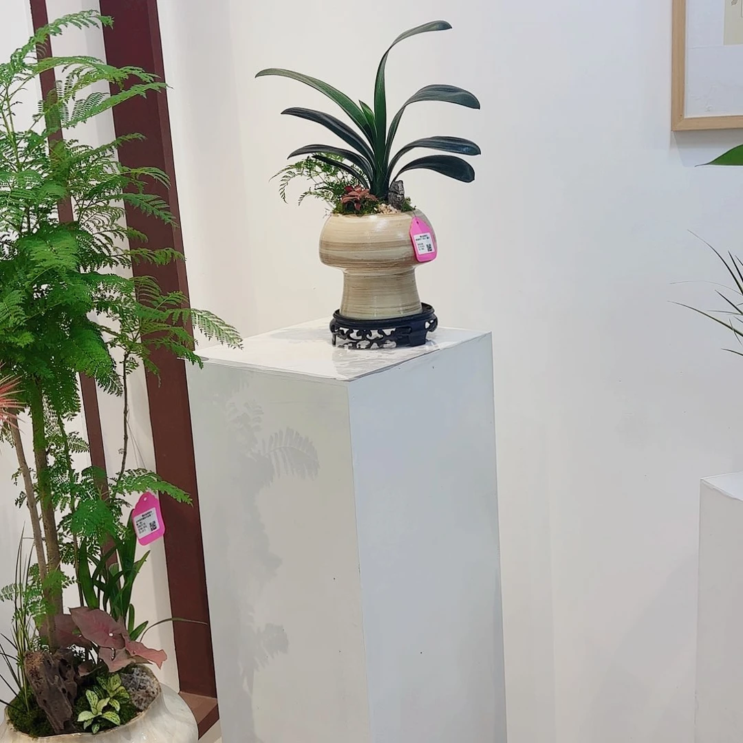 无花朵高端盆景一物一拍