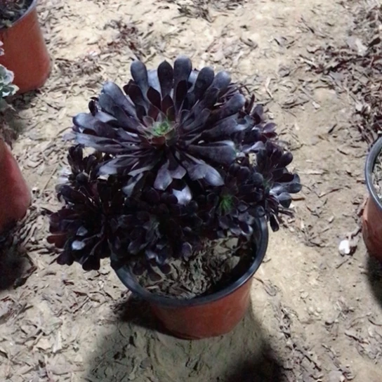 黑铜法师多肉植物39